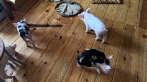 Отёл Джерсейской коровы! Поросячье царство! Молочная переработка!