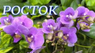 №1151/ СВЕЖАЯ поставка ОРХИДЕЙ в с/ц РОСТОК