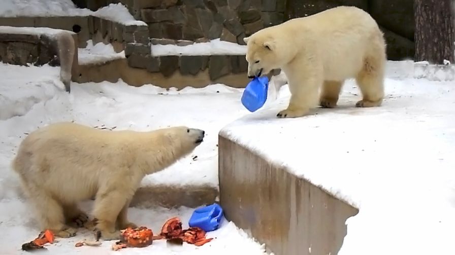 Медвежата Белка и Стрелка получили в подарок свои любимые канистры.