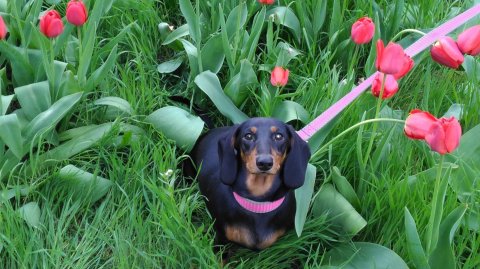 Бетюши нет с нами уже 2 года((( Моя любимая малышка, ты навсегда осталась в наших сердцах!!!💖💖💖