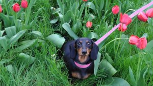 Бетюши нет с нами уже 2 года((( Моя любимая малышка, ты навсегда осталась в наших сердцах!!!💖💖💖