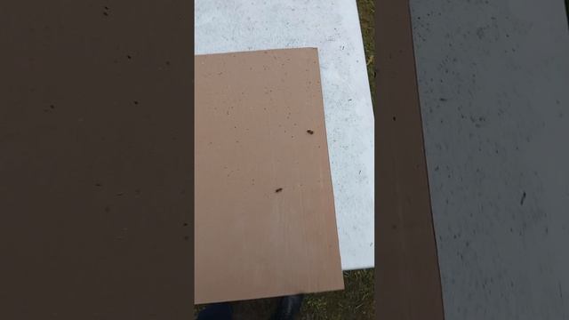 Результат осыпи клеща Варроа после обработки щавелевой кислотой методом сублимации.