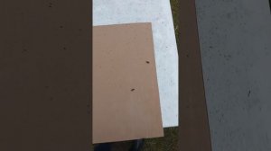 Результат осыпи клеща Варроа после обработки щавелевой кислотой методом сублимации.