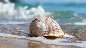 Вспоминая Лето