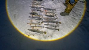 Оторвались по полной/Запоздавший первый лёд дал отличный результат/ Рыбалка на жерлицы/