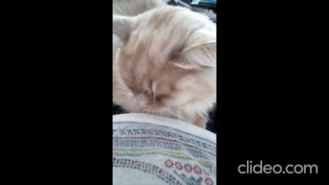 clideo_editor_83eed02bc7214736b0b2105edf783576