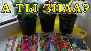 Что сеять в ДЕКАБРЕ на рассаду? ЦВЕТЫ!🌹🌹🌹