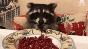 мир танков е* твоюмника енот