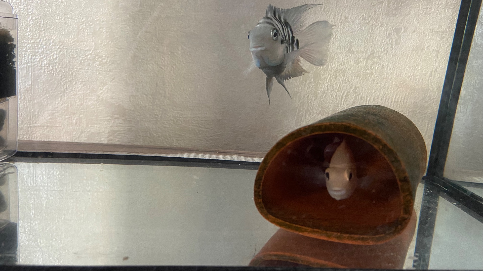 Цихлиды удивили