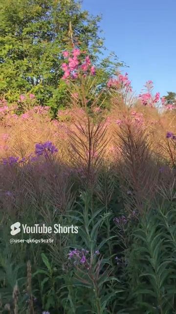 Ленинградская область. Хвойное. 22.07.2024. Иван - чай в семенных коробочках