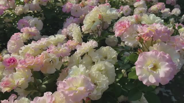 САДЫ ЯПОНИИ. САД СУМА РИКЮ  Suma Rikyu Park ВЕСНА 2025 г Это залитый солнцем Райский уголок.