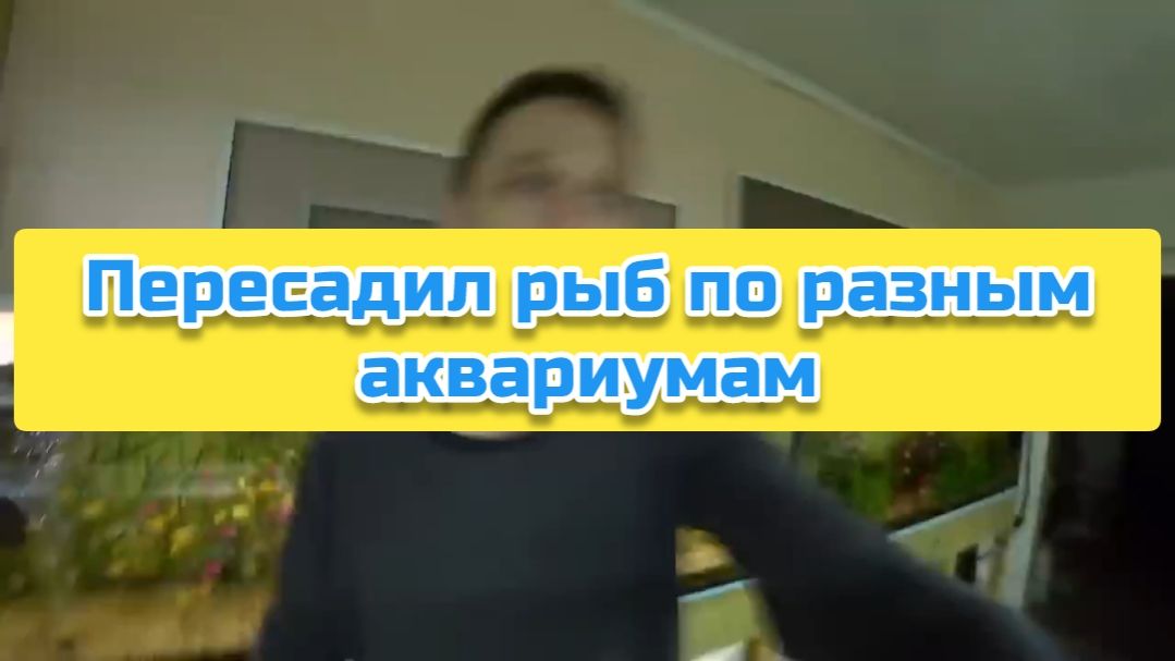 Пересадил рыб по разным аквариумам
