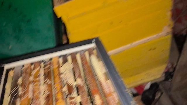 Зимовка 2025))