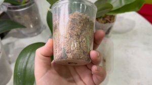 Что делать с орхидеей во мху после покупки?