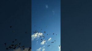 VID_20251213_101858.mp4