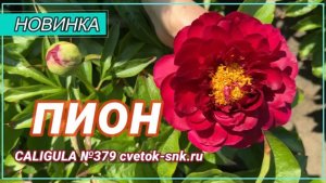 Травянистый гибрид "CALIGULA"/Сад Ворошиловой