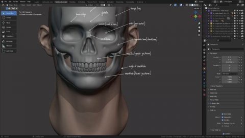 Chapter_01_Part_02_Important_Skull_Bones_for_Artists
