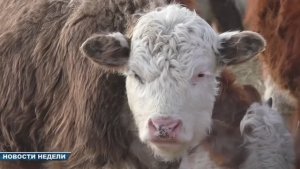 Новости недели 13 декабря 2025 (ТВ-5 Приаргунск)