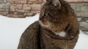 ДНЕВНИК лесного кота БАРСИКА: «Кина не будет!»  - 13.12.2025