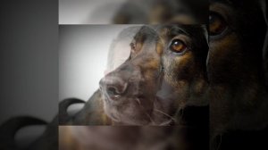 Эдуард Асадов "Стихи о рыжей дворняге"