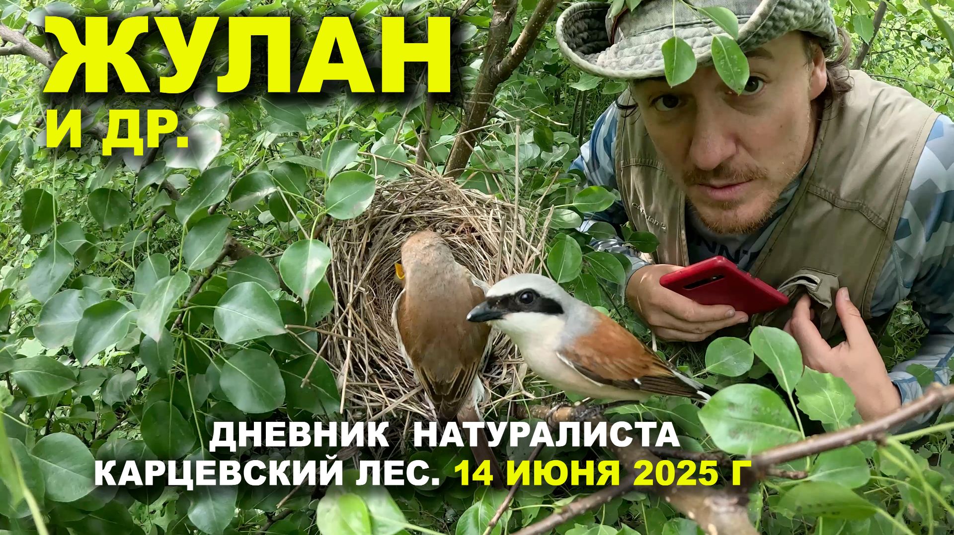 Птицы Карцевского леса. Дневник 14 июня 2025 г.