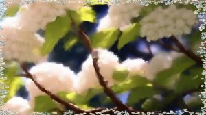 КАЛИНА - Елена Карпук