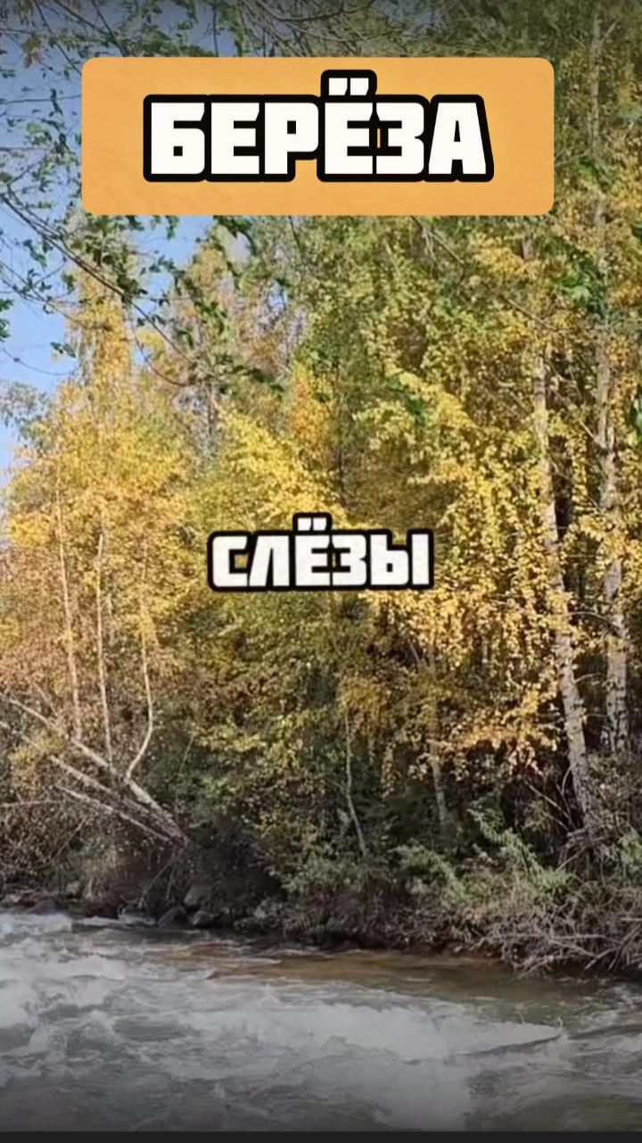 Почему у берёзы так много слёз? смотреть онлайн