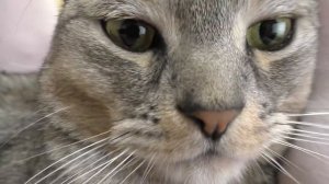 КТО НЕ СМОЖЕТ ВЕРНУТЬСЯ ИЗ СНА? | кошачья история ужасов 4 серия