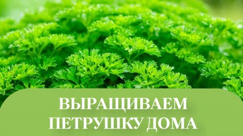 СОРТ ПЕТРУШКА, АЗИЯ ВЗОШОЛ