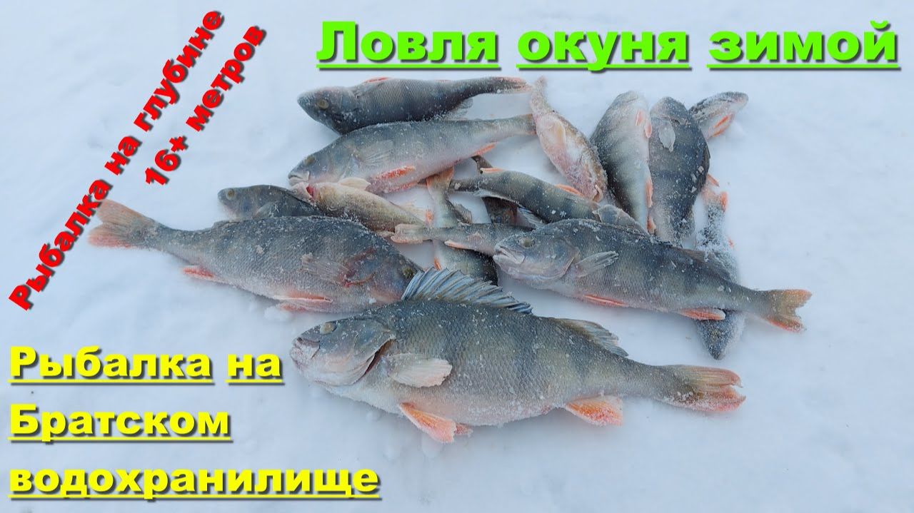 Лучшая Зимняя Рыбалка 2025. Рыбачим на Братском водохранилище. Лучшие Моменты. Русская Рыбалка