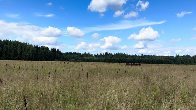 Ушла одна в поле, а вернулась с теленком! Отелилась голштинская нетель в поле! Двойное пополнение!