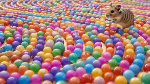 РАЗВЛЕКАТЕЛЬНОЕ ВИДЕО ДЛЯ ДЕТЕЙ | ХОМЯК