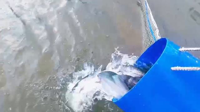 запуск форели 13.12.25