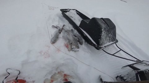 Рыбалка на реке. Ловля ерша и налима.