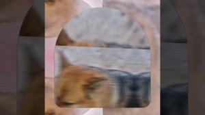 1000042332.mp4 (Собака смотрит на монтаж электропроводки (монтаж р/коробки на 2 эт.) в доме А-фрейм)