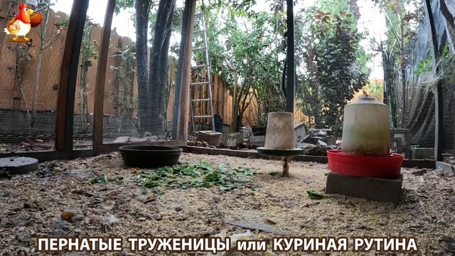 Куриная рутина – что делают куры на выгуле 😂 эпизод (85)