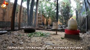 Куриная рутина – что делают куры на выгуле 😂 эпизод (85)