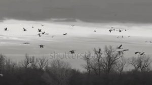 Музыка Эдуарда Артемьева