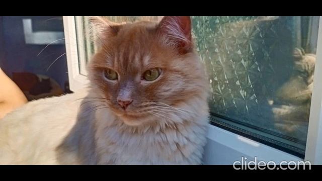 clideo_editor_e8f31819b2dc4049b16df318fc604da8