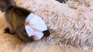 Все КАК ВСЕГДА! Мона легла спать, а неугомонный Финик ее должен достать по полной программе)