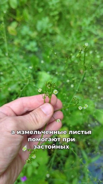 пища выживания или яд? смотреть онлайн