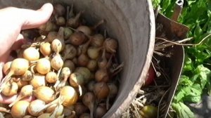 Хранение лука севка