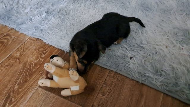 Пальма маленькая