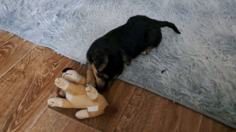 Пальма маленькая