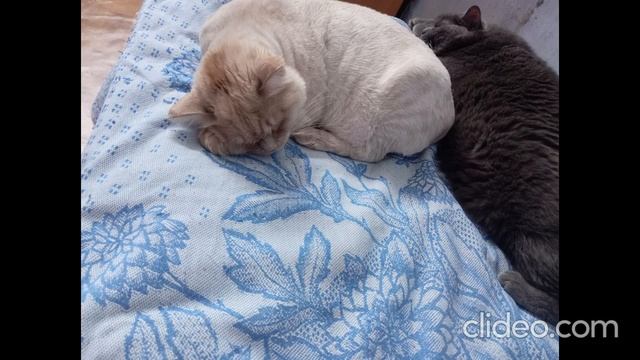 clideo_editor_ba293beb7f614c6591b28eef354dcd04