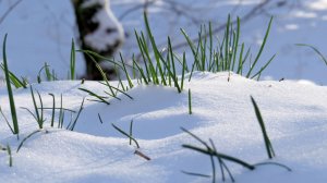 И в Крыму бывает снег!