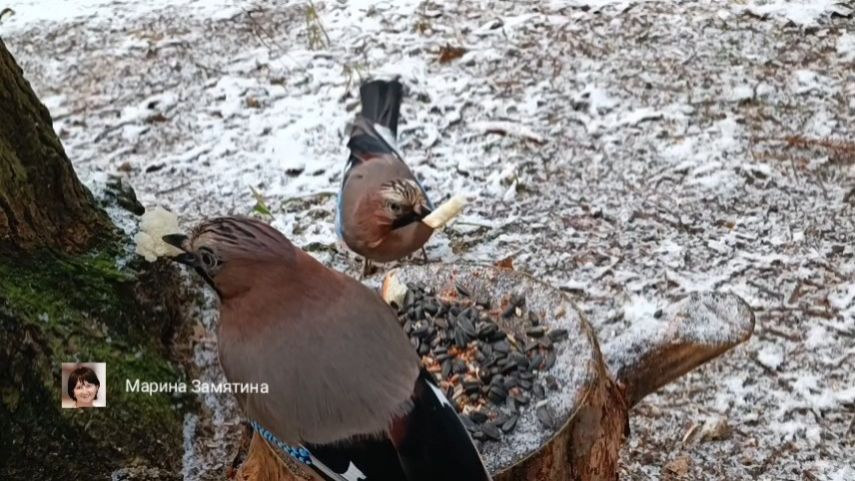 Экотерапия 67 серия.