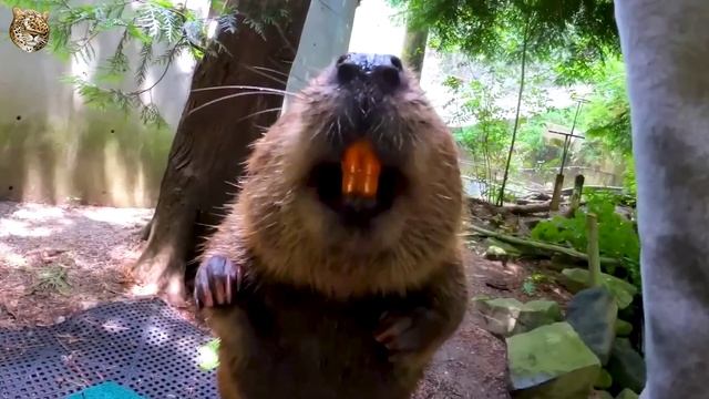 Учимся говорить про животных