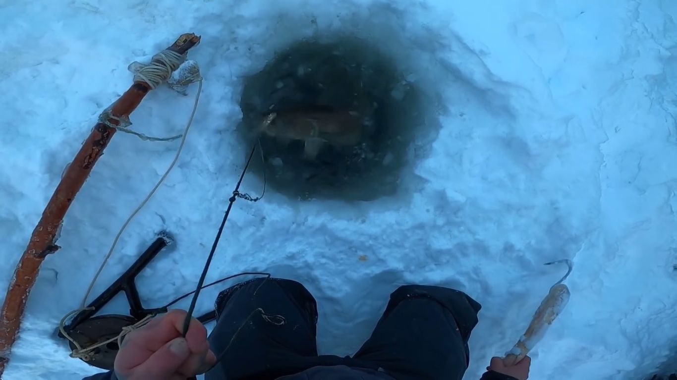 Налим на Енисее, ловля ерша и проверка перемётов. 39