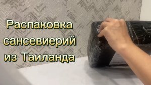 Распаковка сансевиерий из Таиланда  Мафинга 849  вайт вар. Mafinga 849 White V и Сноу вайт S.Snow Wh